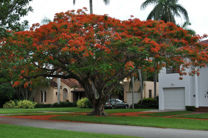 봉황목 - Flamboyant Tree, Flame Tree, Delonix regia