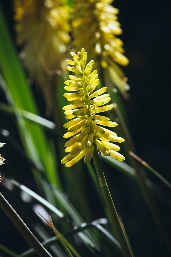 니포피아 - Kniphofia, Kniphofia uvaria Hook
