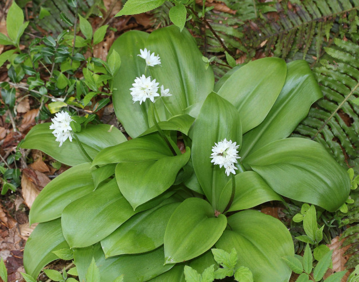 나도옥잠화 - Clintonia udensis Trautv. & C.A.Mey.