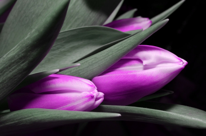 튤립 - Tulip, Tulipa gesneriana