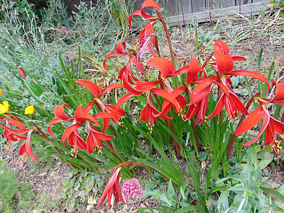 아즈텍릴리 사진 - Sprekelia Photos