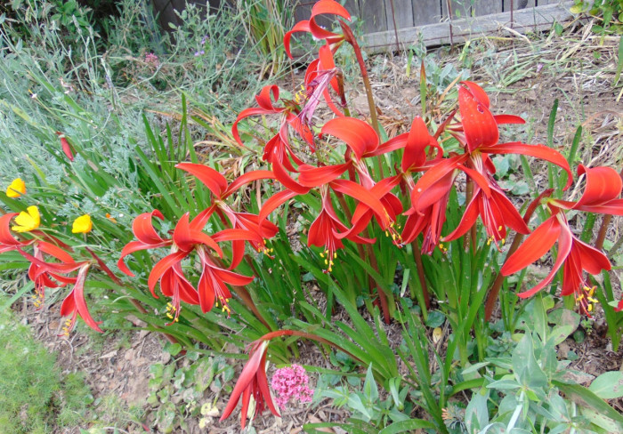 아즈텍릴리 - Aztec Lily, Sprekelia