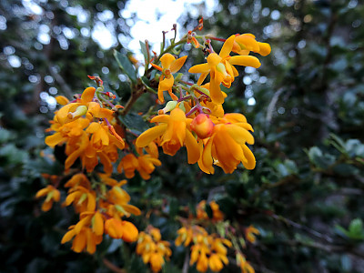 다윈매자나무 사진 - Berberis darwinii Photos