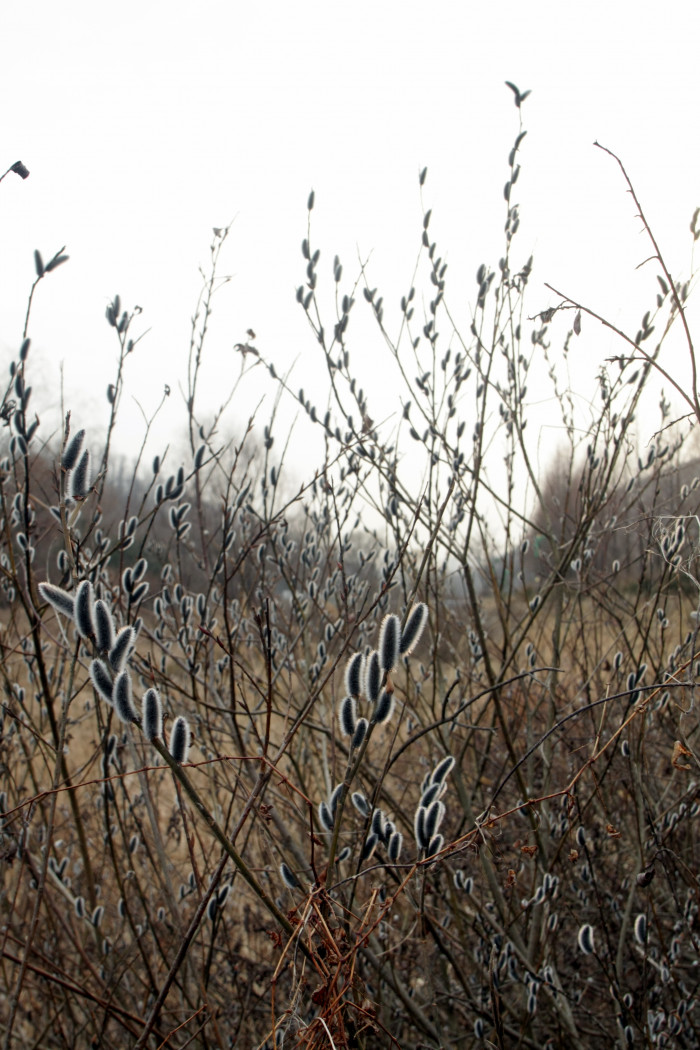 갯버들 - Salix gracilistyla Miq.
