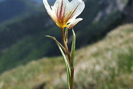 개감채 - Lloydia serotina (L.) Rchb.