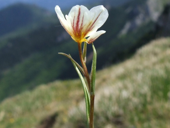개감채 - Lloydia serotina (L.) Rchb.