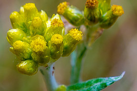 금떡쑥 - Gnaphalium hypoleucum DC.