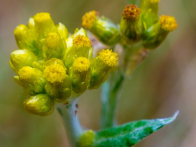 금떡쑥 사진 - Gnaphalium hypoleucum DC. Photos