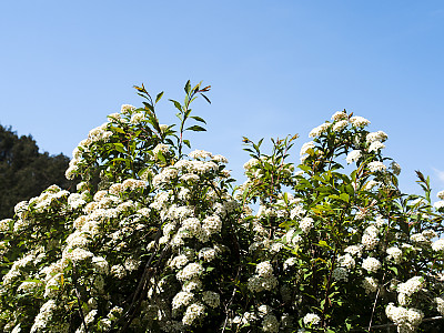 공조팝나무 사진 - Spiraea cantoniensis Lour. Photos