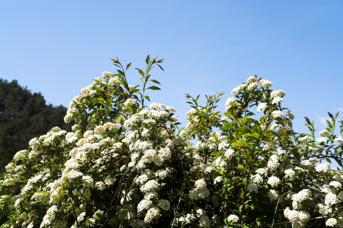 공조팝나무 - Spiraea cantoniensis Lour.