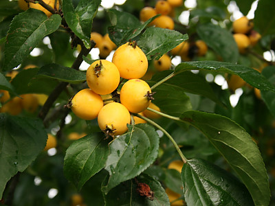 개야광나무 사진 - Malus baccata for. minor (Nakai) T.B.Lee Photos