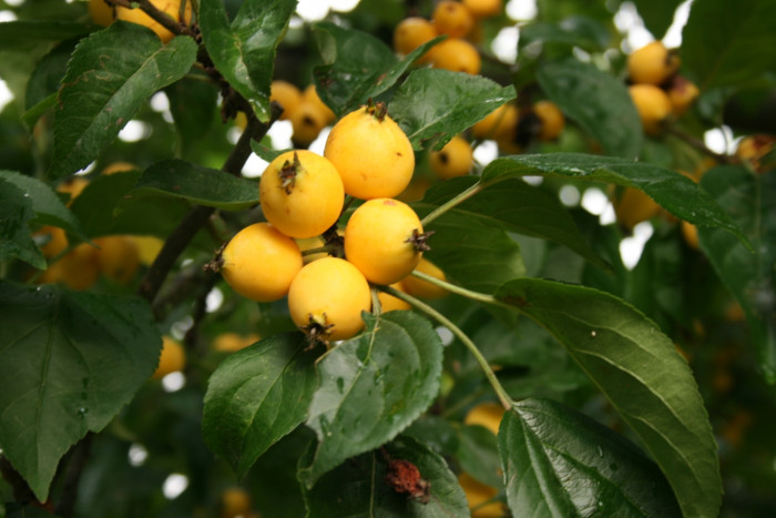 개야광나무 - Malus baccata for. minor (Nakai) T.B.Lee