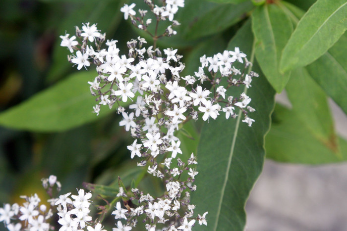 대나물 - Gypsophila oldhamiana Miq.