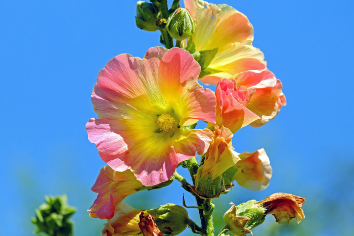 접시꽃 - Alcea rosea, Althaea rosea