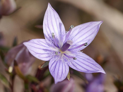 자주쓴풀 사진 - Swertia pseudochinensis H.Hara Photos