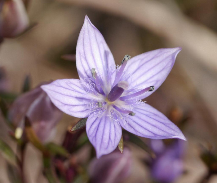 자주쓴풀 - Swertia pseudochinensis H.Hara