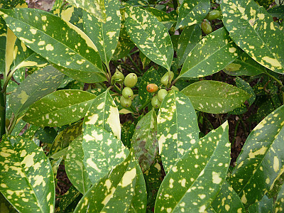 금식나무 사진 - Aucuba japonica for. variegata (Dombrain) Rehder Photos