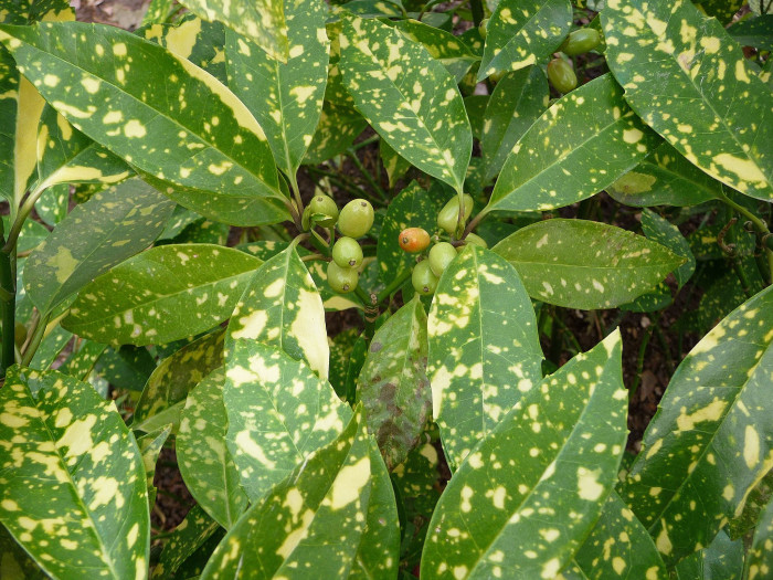 금식나무 - Aucuba japonica for. variegata (Dombrain) Rehder