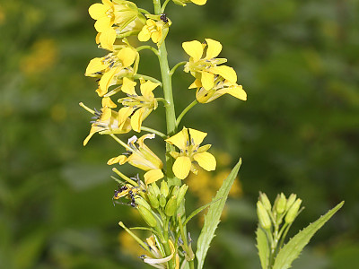 노란장대 사진 - Sisymbrium luteum (Maxim.) O.E.Schulz Photos