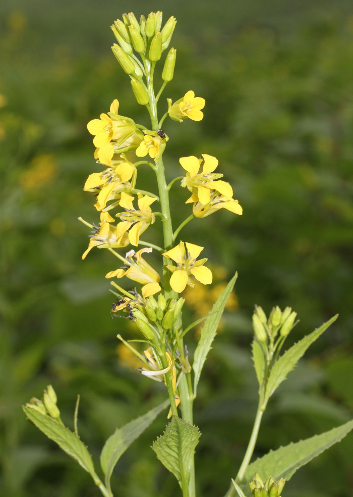 노란장대 - Sisymbrium luteum (Maxim.) O.E.Schulz