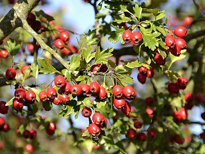 산사나무 사진 - Crataegus pinnatifida Bunge for. pinnatifida Photos