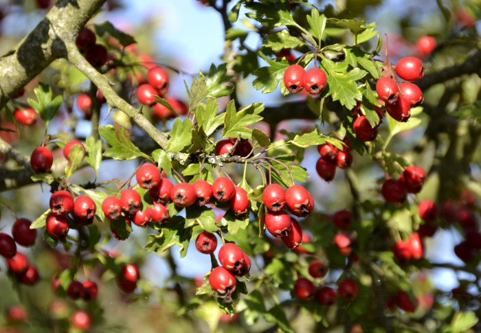 산사나무 - Mountain hawthorn, Crataegus pinnatifida Bunge for. pinnatifida