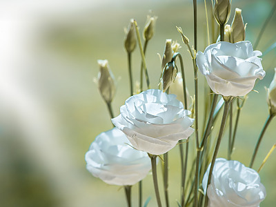 리시안서스 사진 - Eustoma grandiflorum (Raf.) Shinn, Photos