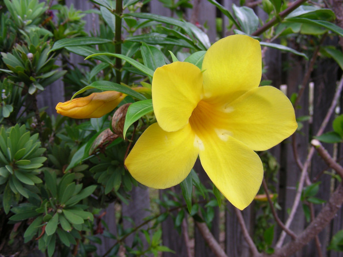 알라만다 - Allamanda