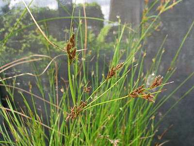 남하늘지기 사진 - Fimbristylis dichotoma for. floribunda (Miq.) Ohwi Photos
