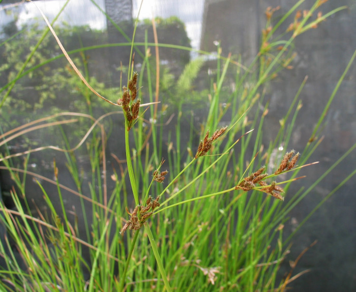 남하늘지기 - Fimbristylis dichotoma for. floribunda (Miq.) Ohwi