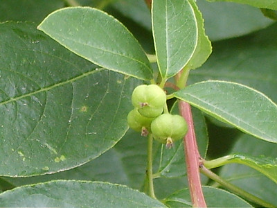 광대싸리 사진 - Securinega suffruticosa (Pall.) Rehder Photos