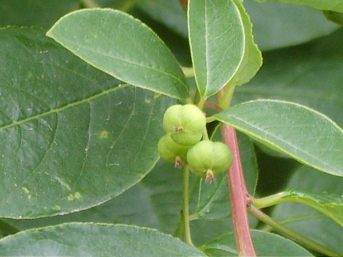 광대싸리 - Securinega suffruticosa (Pall.) Rehder