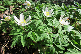 숲바람꽃 - Anemone umbrosa C.A.Mey.