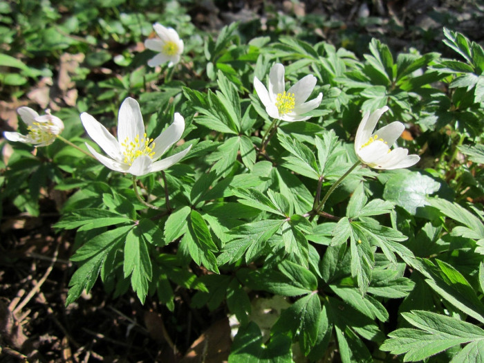 숲바람꽃 - Anemone umbrosa C.A.Mey.