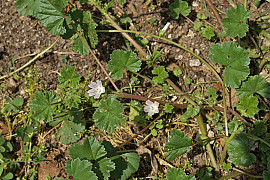 난쟁이아욱 - Malva neglecta Wallr.
