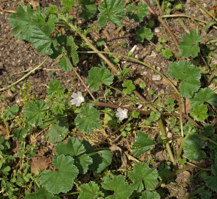 난쟁이아욱 - Malva neglecta Wallr.