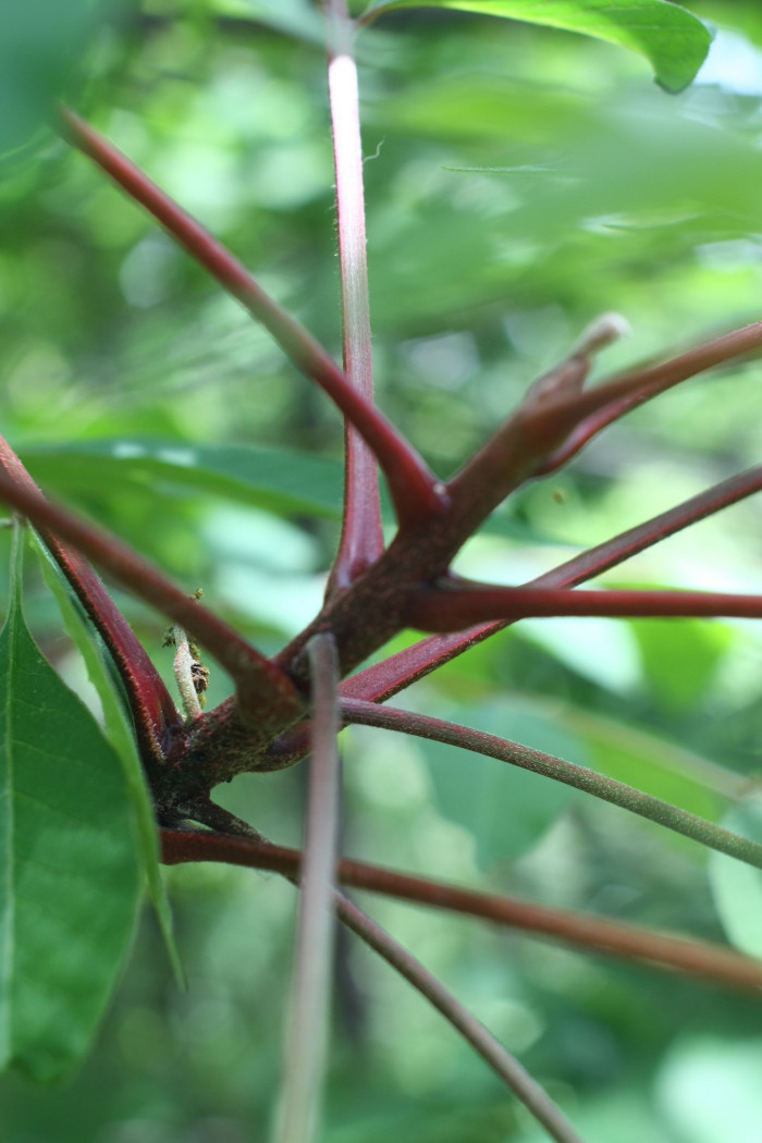 개옻나무 - Rhus trichocarpa Miq.