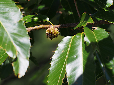 굴참나무 사진 - Quercus variabilis Blume Photos
