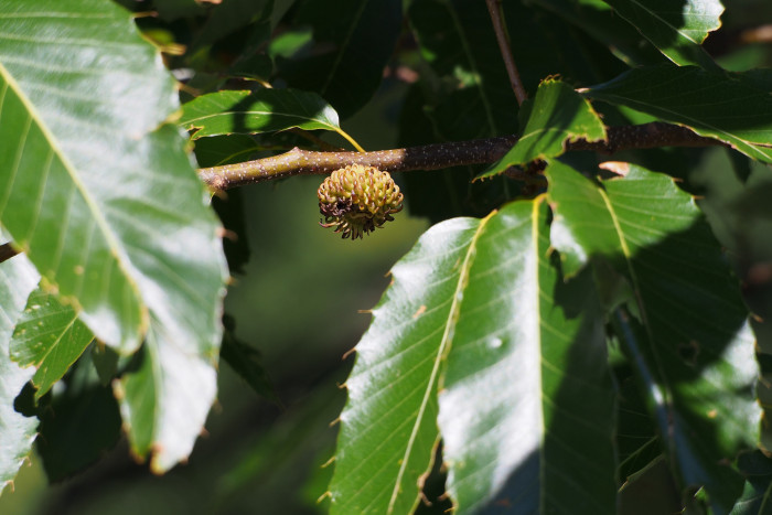 굴참나무 - Quercus variabilis Blume
