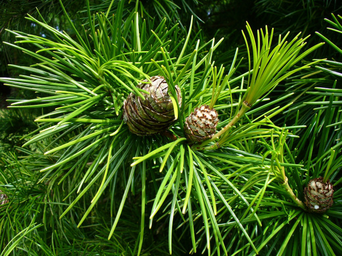 금송 - Sciadopitys verticillata (Thunb.) Siebold & Zucc.