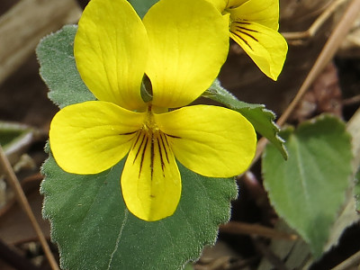 노랑제비꽃 사진 - Viola orientalis (Maxim.) W.Becker Photos