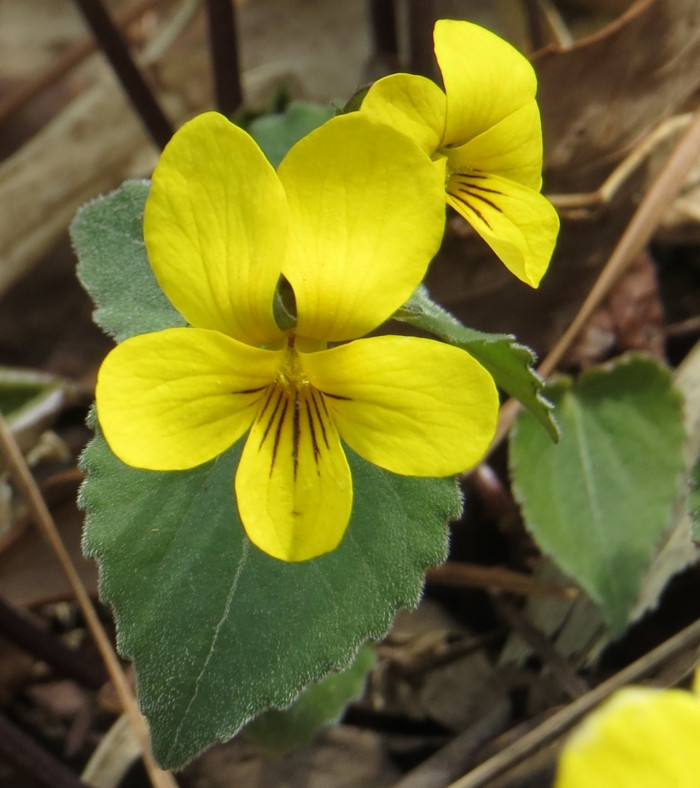 노랑제비꽃 - Viola orientalis (Maxim.) W.Becker