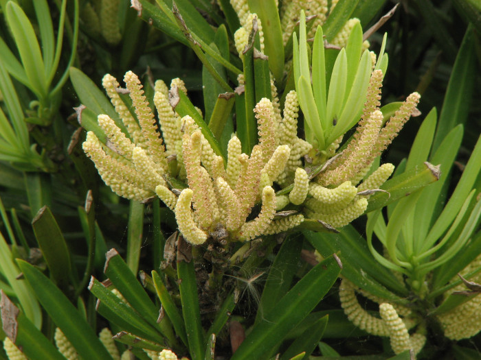 나한송 - Podocarpus macrophyllus (Thunb.) D.Don