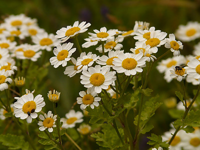 골든 휘버휴 사진 - Tanacetum parthenium Photos