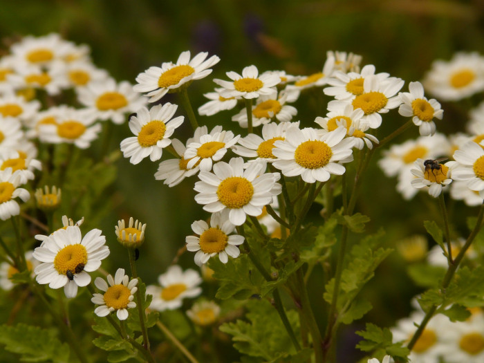 골든 휘버휴 - Tanacetum parthenium