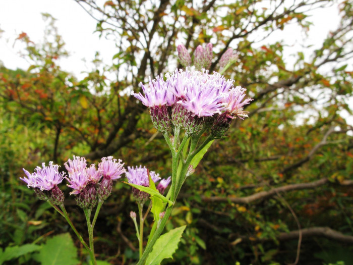 구와취 - Saussurea ussuriensis Maxim.