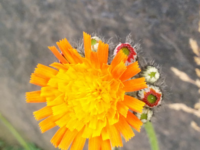홍화민들레 사진 - Pilosella aurantiaca Photos