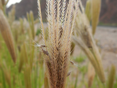 나도바랭이 사진 - Chloris virgata Sw. Photos
