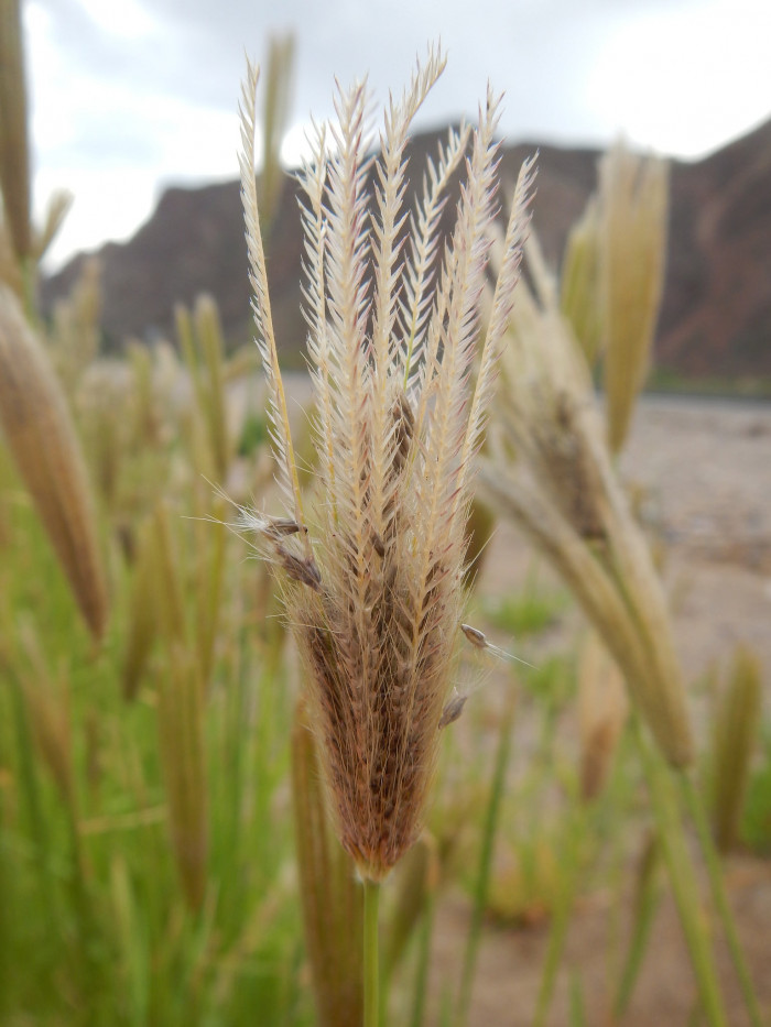 나도바랭이 - Chloris virgata Sw.