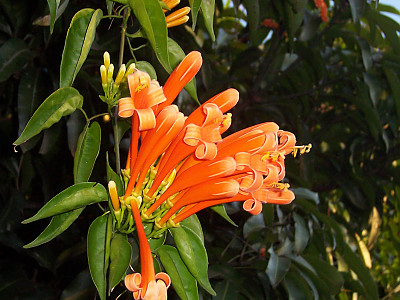 파장화 사진 - Pyrostegia venusta Photos